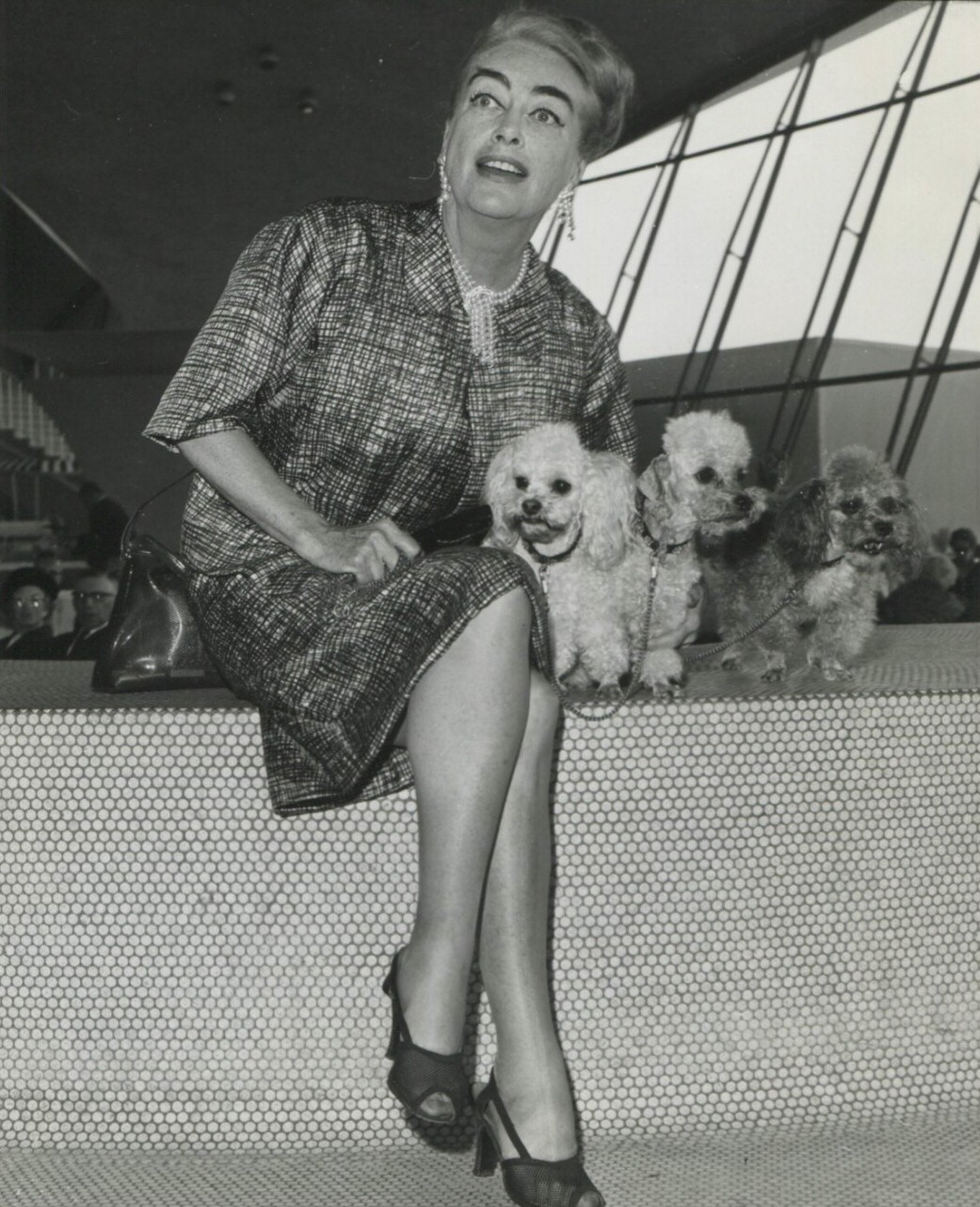 September 1964 with poodle pups.